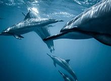 9393体育平台-安东尼奥谈U23国足冲决赛：50天苦练+海量视频复盘致胜